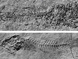Una nueva especie de pez de hace 10 millones de años