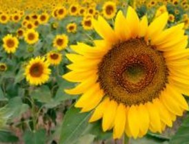 Sanidad recomienda no usar aceite de girasol por contaminación