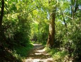 La evolución de los bosques permite prever el impacto del cambio climático