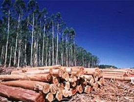 Los contratos del Ayuntamiento de Madrid serán respetuosos con el medio forestal