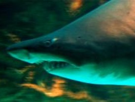 El Zoo celebra la Semana Europea del Tiburón