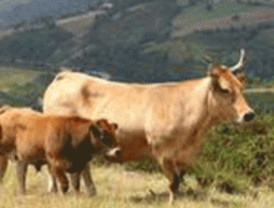 Instrumentos de desarrollo rural