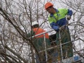 Cortes de tráfico en 15 distritos por la poda del arbolado