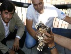 Tres polluelos de halcón peregrino crecerán en la azotea de Torre Europa