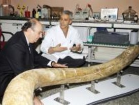 El Museo Arqueológico Regional tardará un año en restaurar un colmillo de mamut
