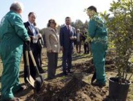 Encinas para compensar las emisiones de la Noche en Blanco
