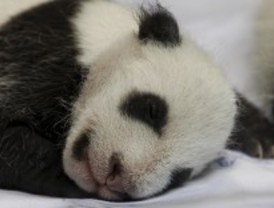 El Zoo presenta a sus nuevas estrellas