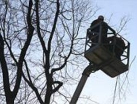 El saneamiento de árboles ocupará parcialmente 60 calles esta semana