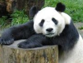 El Zoo ultima los detalles para acoger los dos pandas cedidos por China