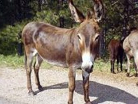 La asociación Amiburro de Tres Cantos invita a apadrinar burros