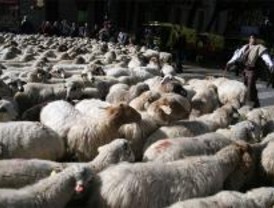 500 ovejas y 120 pastores tomarán el domingo el centro de Madrid