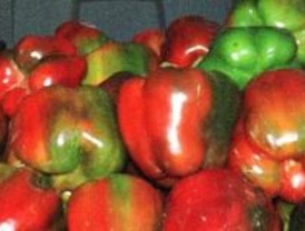 Desarrollan un método contra la contaminación de los alimentos