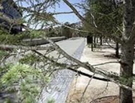 EL PSOE denuncia la tala de 45 árboles en la avenida del Manzanares