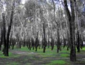 Más dotaciones y zonas ajardinadas para el parque de la Dehesa Boyal