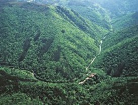 Las plantaciones de eucaliptos amenazan el paisaje gallego