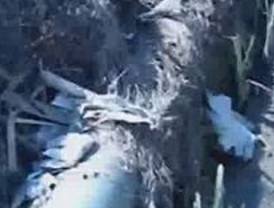El PSOE denuncia el estado del Arroyo de la Presa en Pelayos