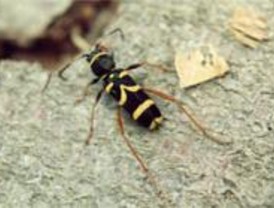 Ecologistas denuncia que peligra el escarabajo-avispa en Valdemoro