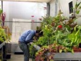 ¿Qué hacer con el perro y las plantas en vacaciones?