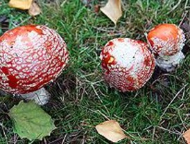 Aconsejan usar cestas de mimbre para recolectar setas