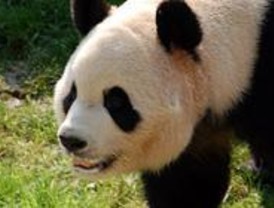 El Zoo vuelve a contar con la presencia de pandas gigantes