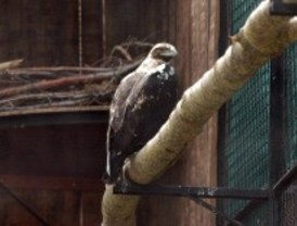 El zoo da la bienvenida a 'Salman' y 'Carmela', dos ejemplares de águila imperial