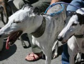 El Centro de Protección Animal recogió más de 2.000 mascotas abandonadas