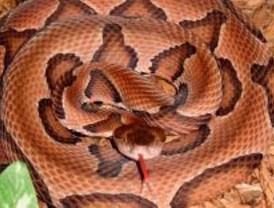 El Seprona encuentra dos serpientes venenosas en una casa