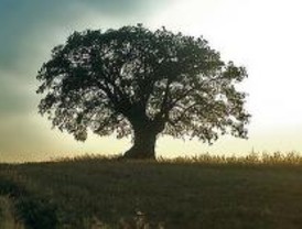 El roble, rey de los árboles