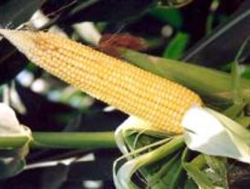 Más de seis millones para la Planta Transformación de Residuos Vegetales