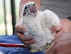 Crece la familia de halcones peregrinos del Museo de América