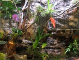 Reptiles, anfibios, artrópodos y peces se dan cita en Expoterraria 2012