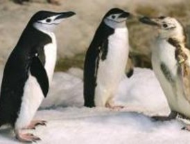 Faunia recupera a 15 pingüinos heridos por el 'Katrina'