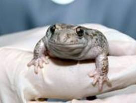 Un laboratorio para los anfibios