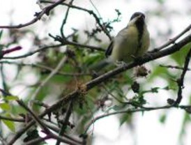 Seo/BirdLife organiza decenas de actividades para celebrar el Día de las Aves