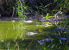 Las lagunas protegidas de Las Islillas se secan