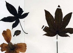 El Real Jardín Botánico cuelga en Internet más 27.000 imágenes