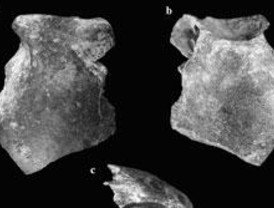 Nueva interpretación sobre la evolución del Homo Sapiens