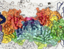 El virus del sarampión puede mutar