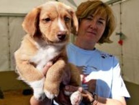 El Salón de la Adopción de Mascotas consigue 337 nuevas adopciones