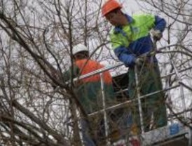 Cortes en 40 calles para acondicionar el arboldado