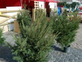 La recogida de árboles de Navidad de la capital comienza el lunes