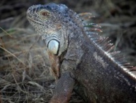 629 animales exóticos, abandonados en 2011