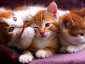 El Refugio pide a la Comunidad una nueva Ley de Protección Animal