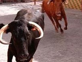 Un herido grave en los encierros de Las Rozas