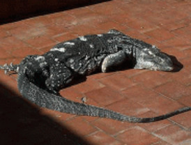 Encuentran un dragón de Komodo de dos metros de largo en Pirámides
