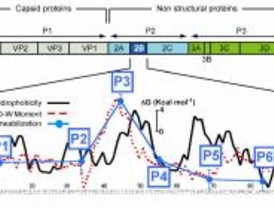Proteínas permeabilizantes (viroporinas) del virus de la Polio