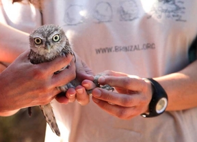 Los agricultores colaboran en la conservación de aves nocturnas