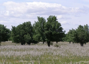 Moralzarzal desafecta 2,5 hectáreas de dehesa para hacer un colegio