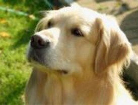 Citas para perros y bodas caninas a la carta