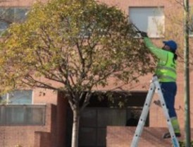 Cortes y ocupaciones de carril por la poda de árboles hasta el domingo